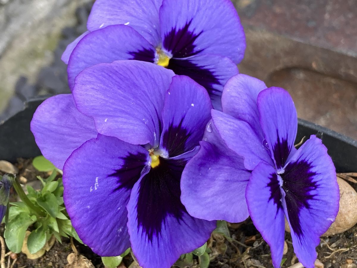 Time for More Spring Colours
