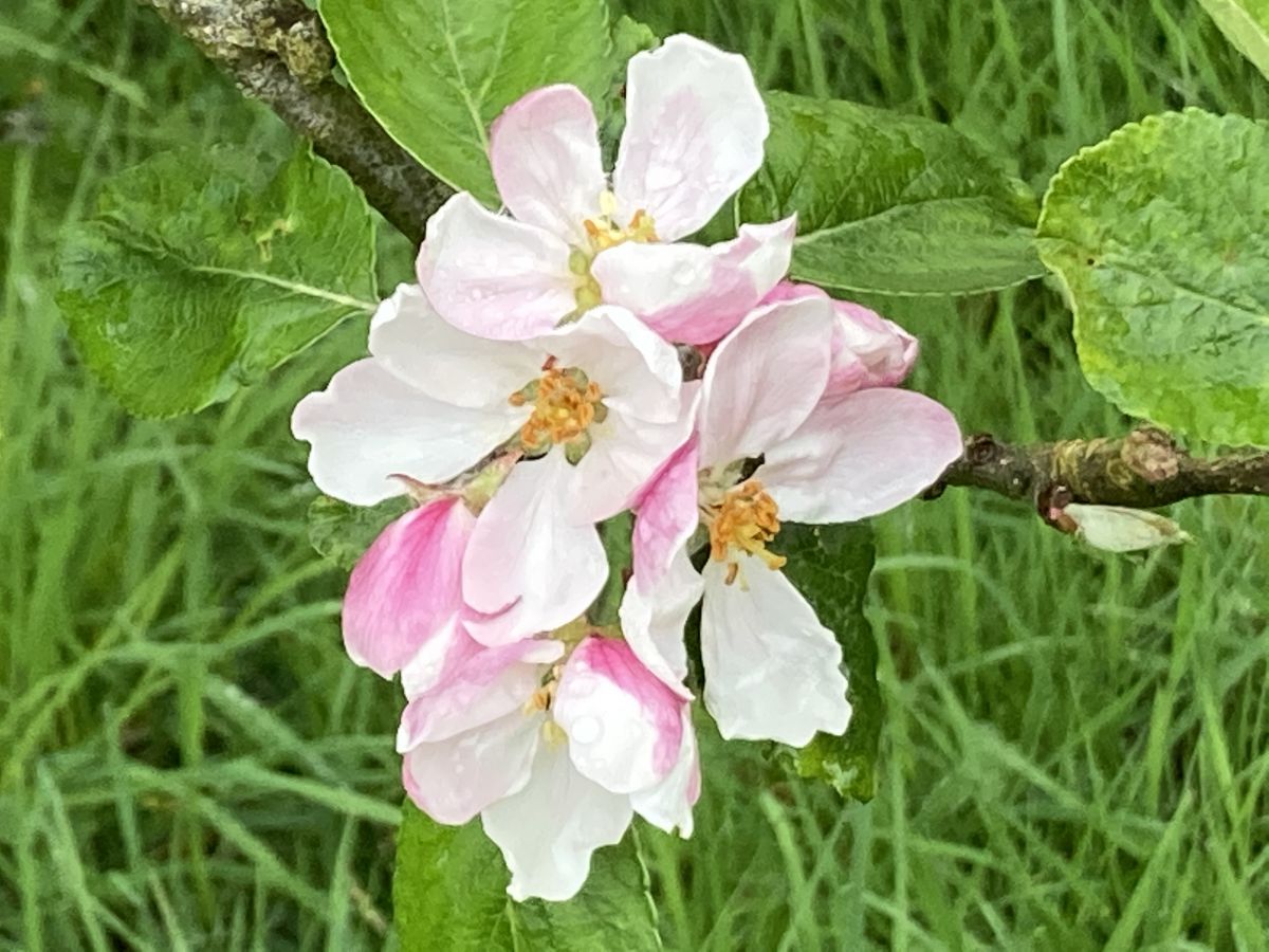 Aah, the apple trees