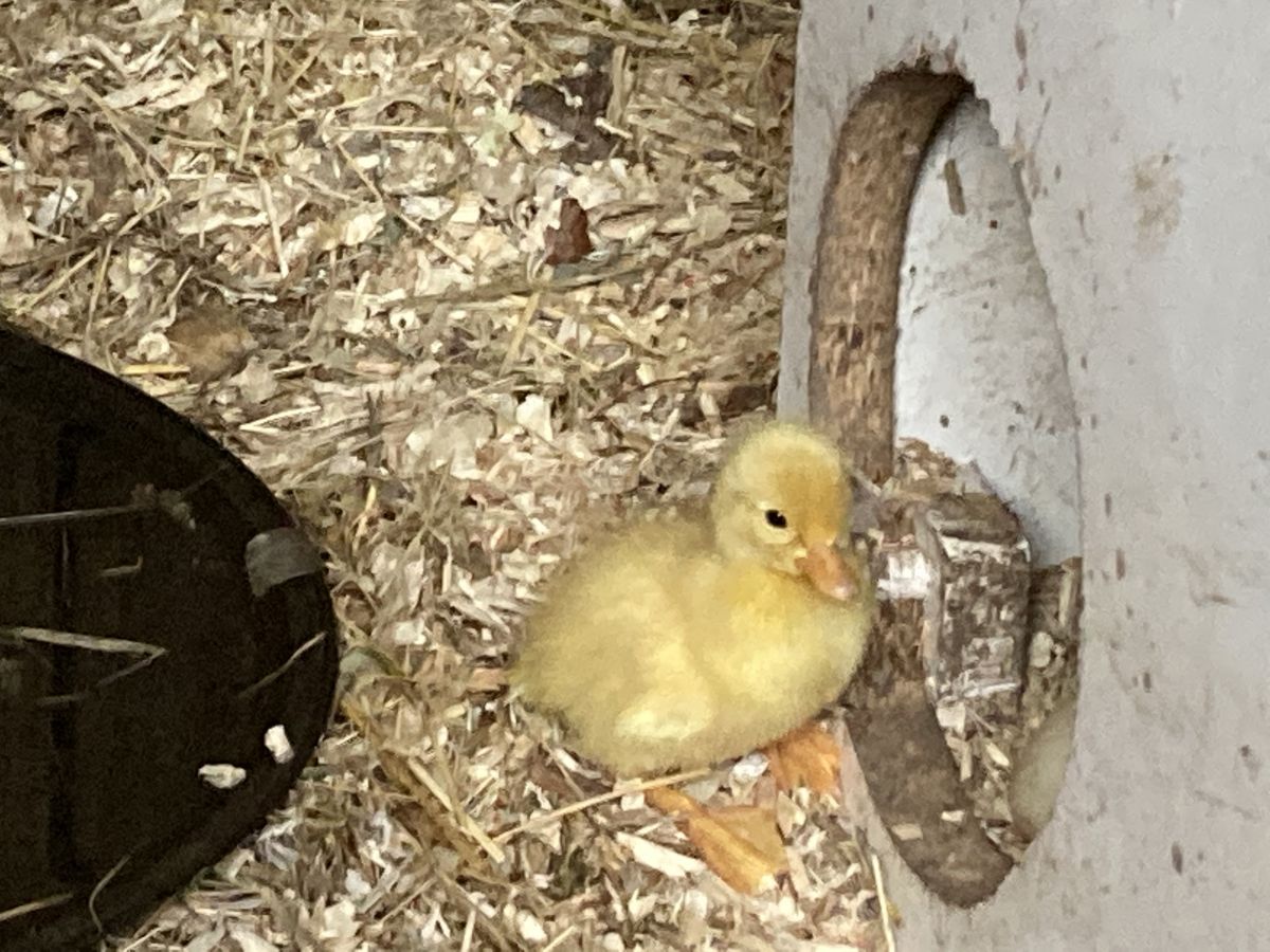 Cracky's Babies