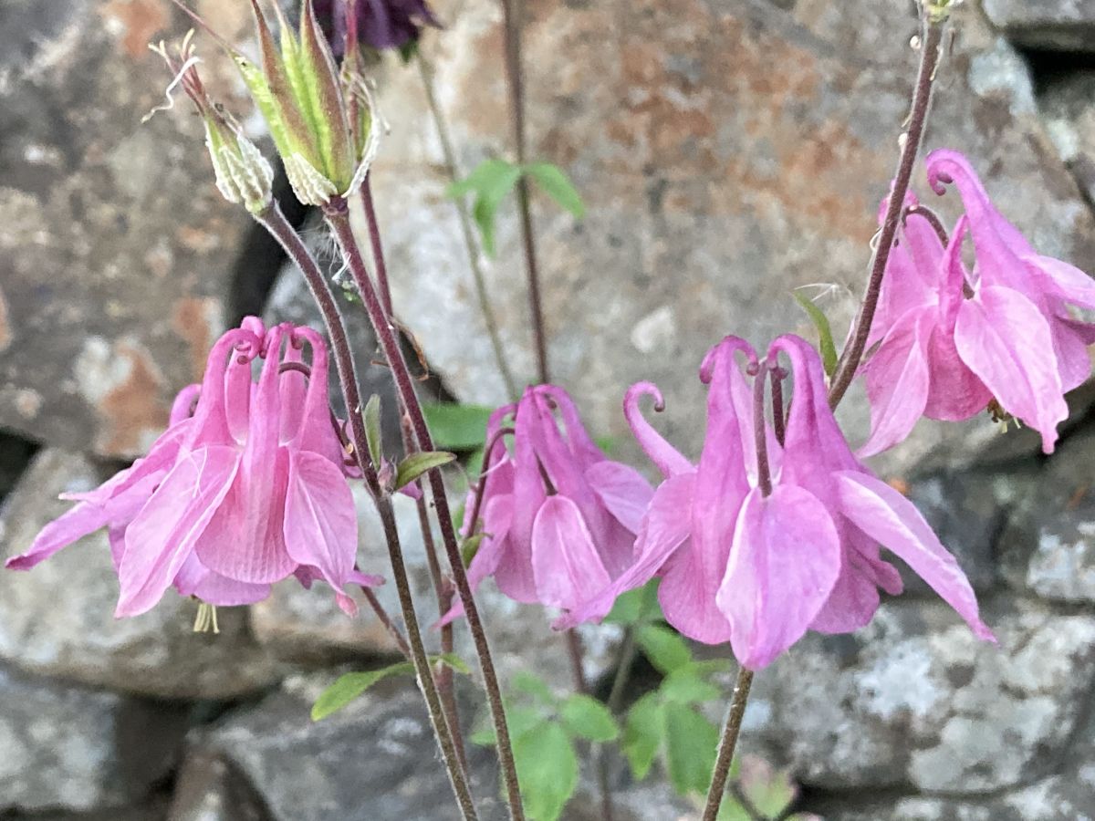 The Colours of May