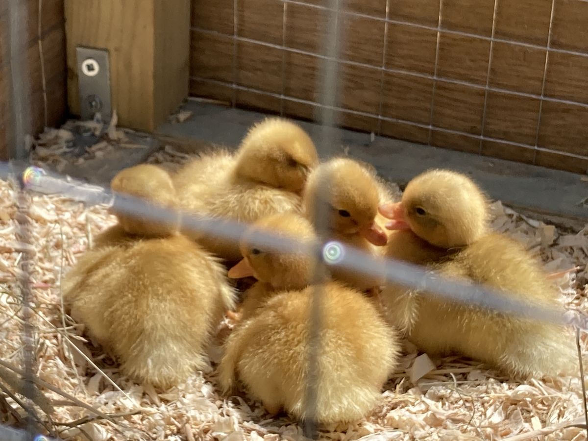 Now Bev Has Babies