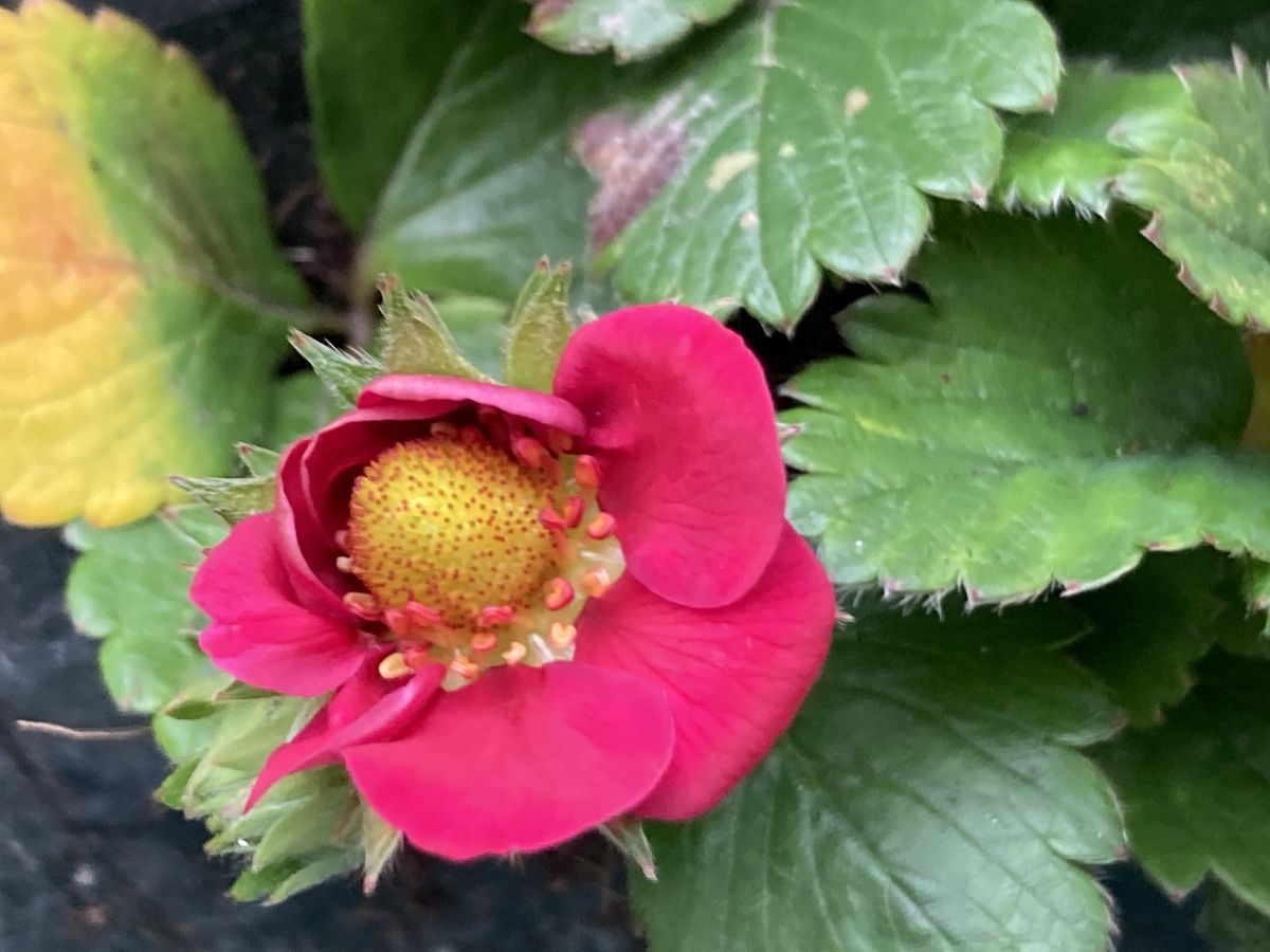 At First There Were Strawberries