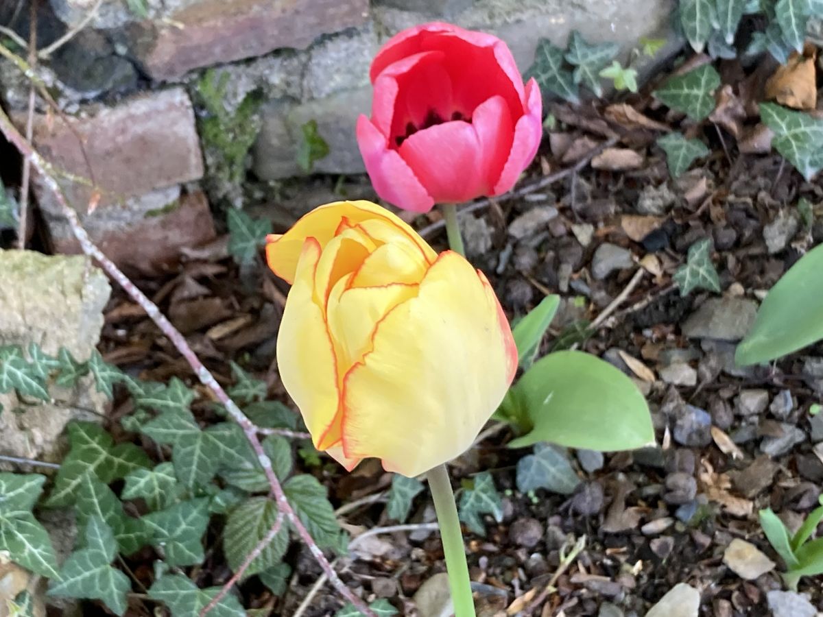 Spring is Special at West Wales Retreat
