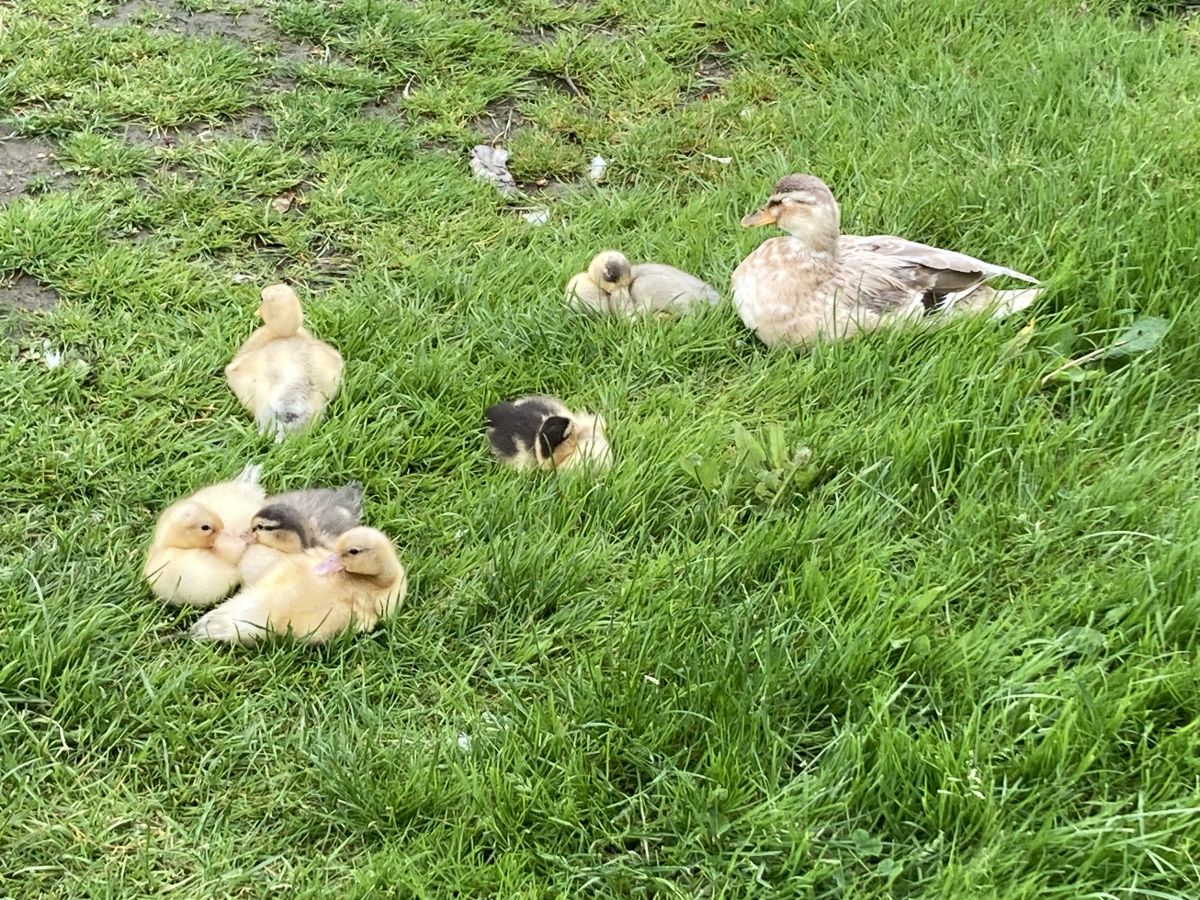 Winter Ducklings?