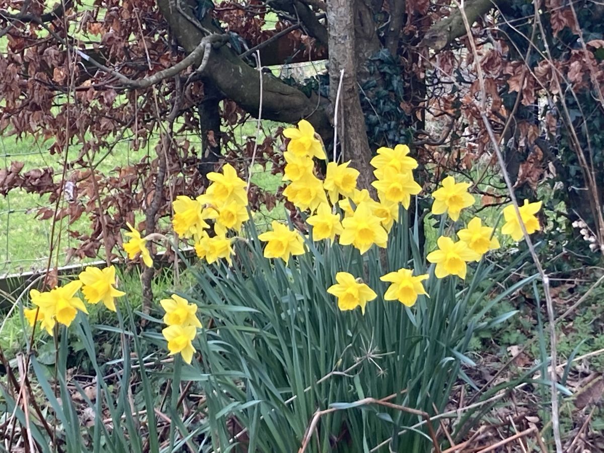 Dydd Gŵyl Dewi Sant Hapus