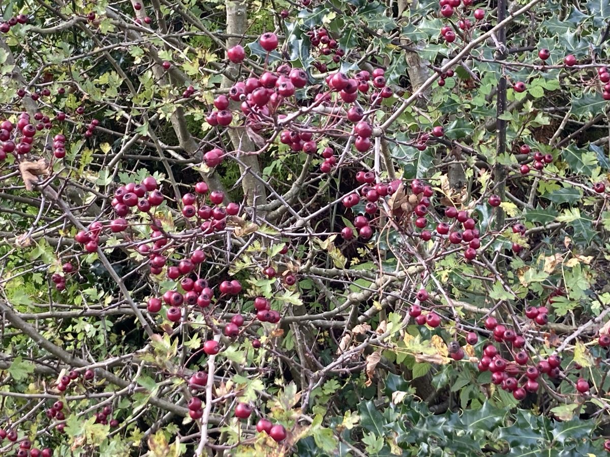 The Changing Colours at West Wales Retreat