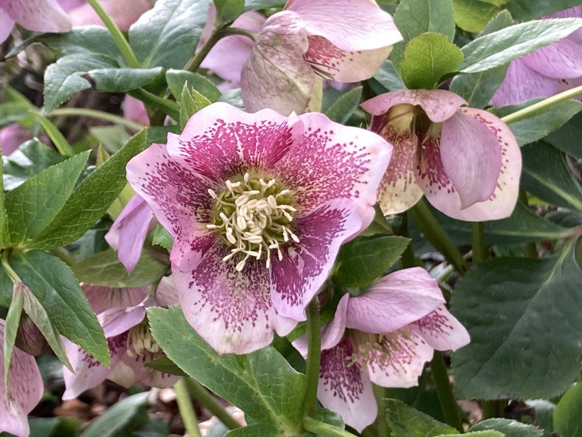 Spring at Last