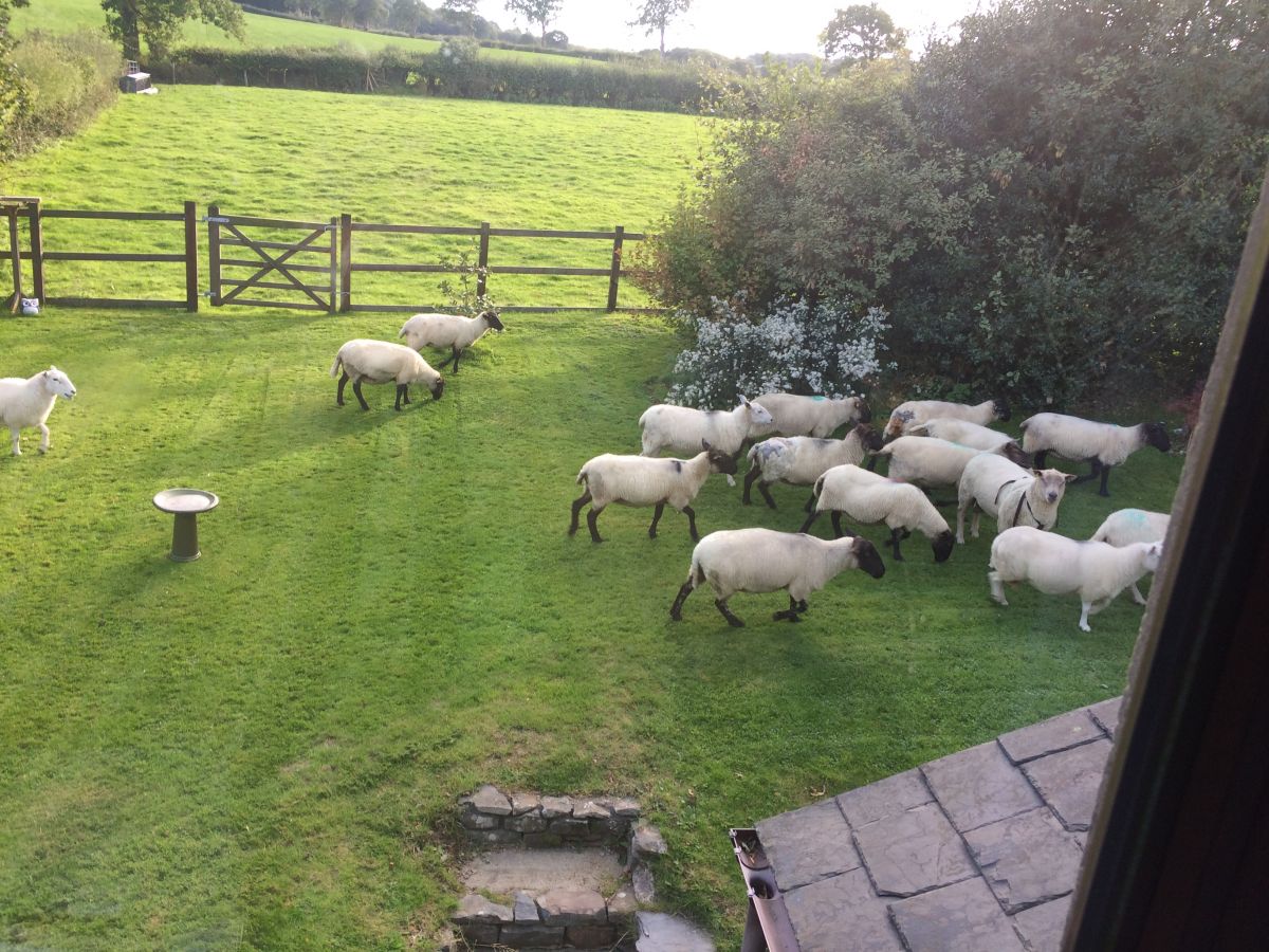 Sheep Escape!