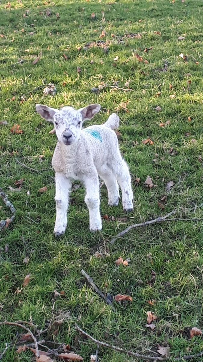 Our adorable lambs