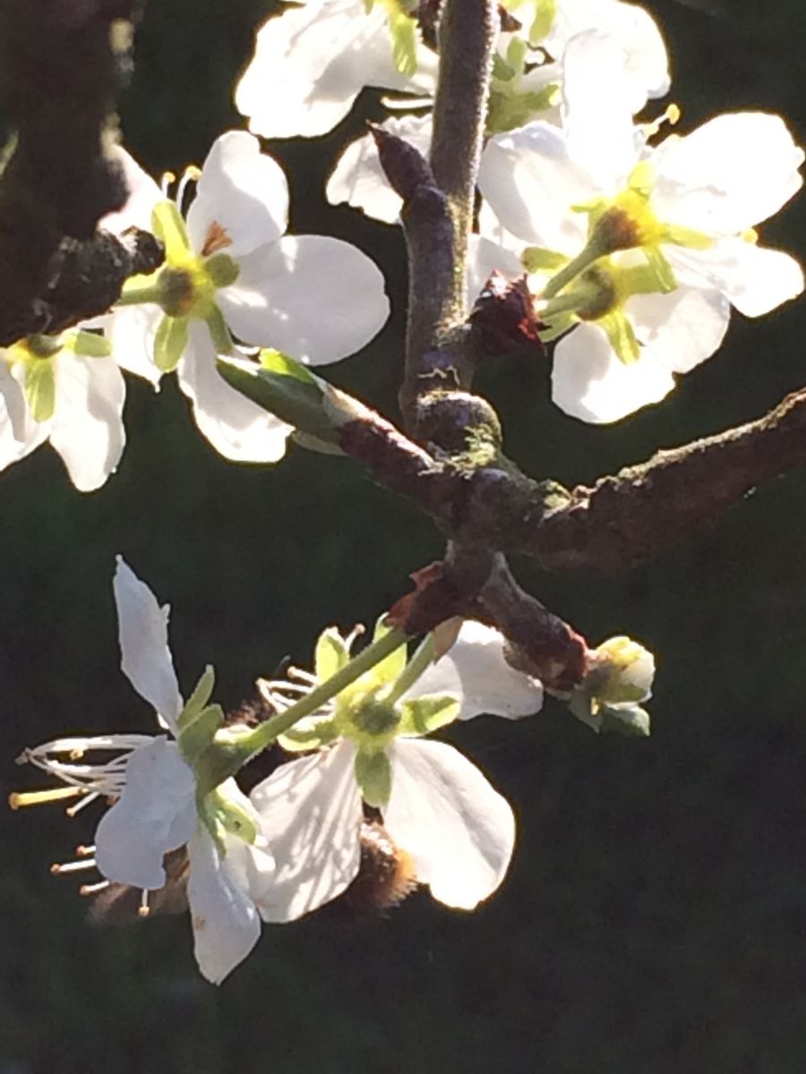 Hoping for plums