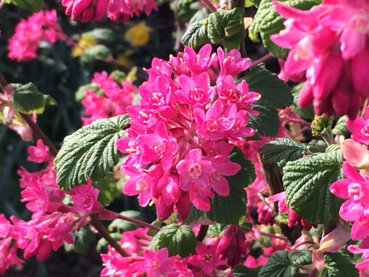 Spring and lambs