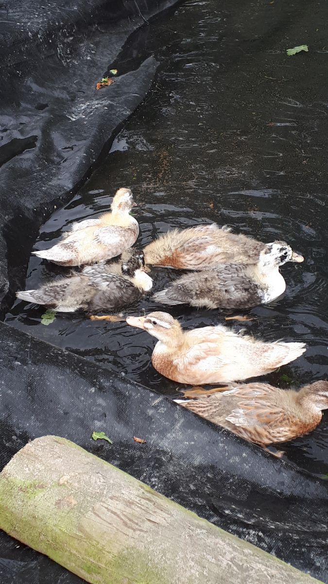 Taking the Ducks to Water