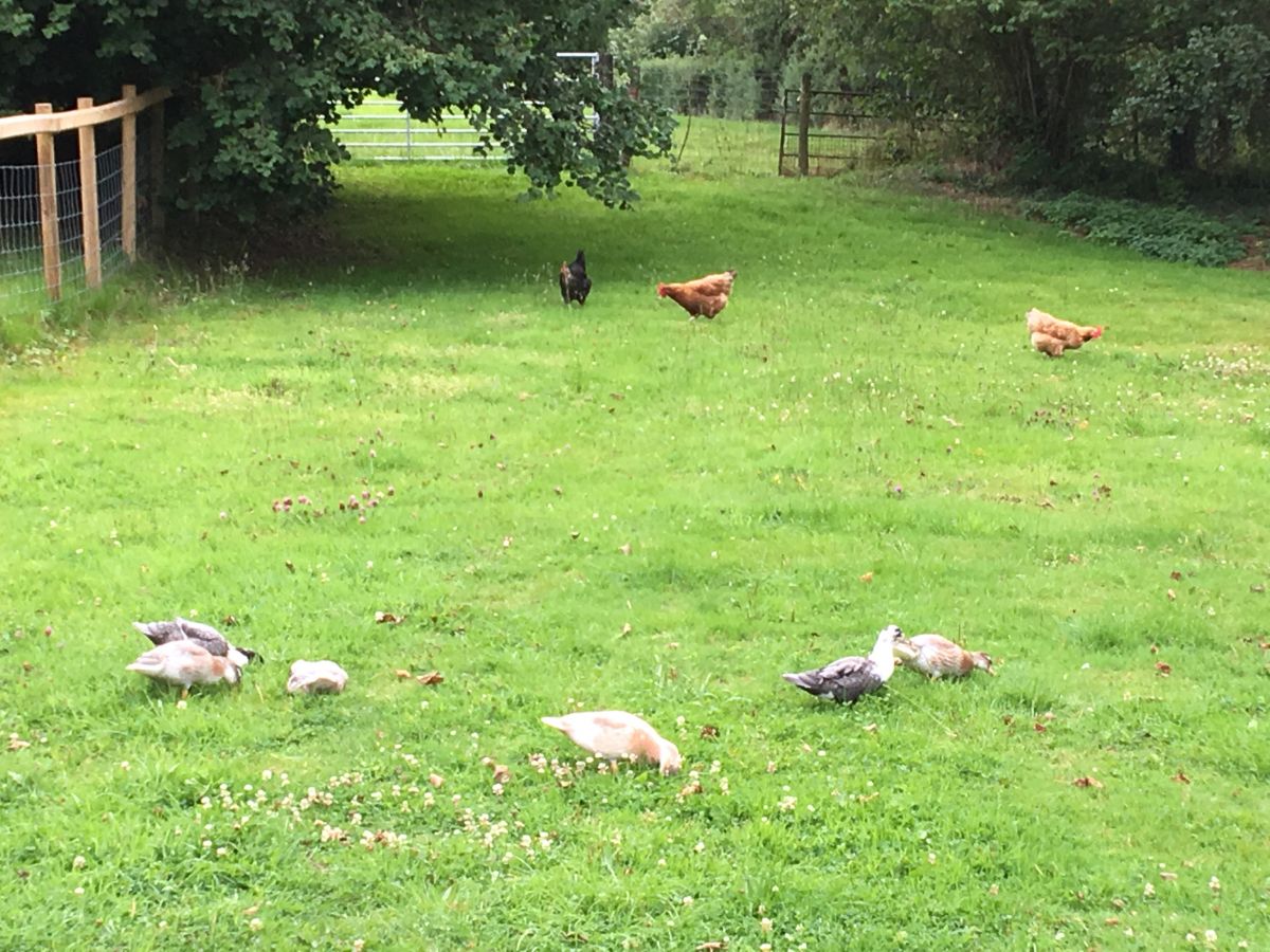 Time to Re-enforce the Chicken Coup