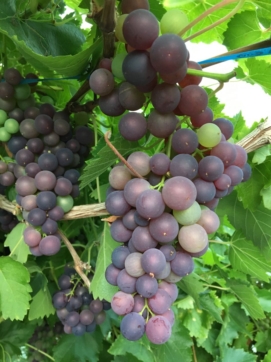 Unashamedly Grapes