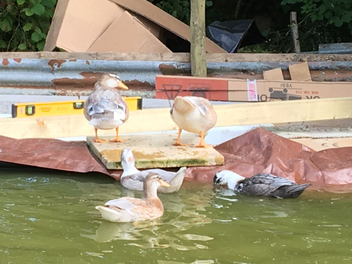 Building a Duck House